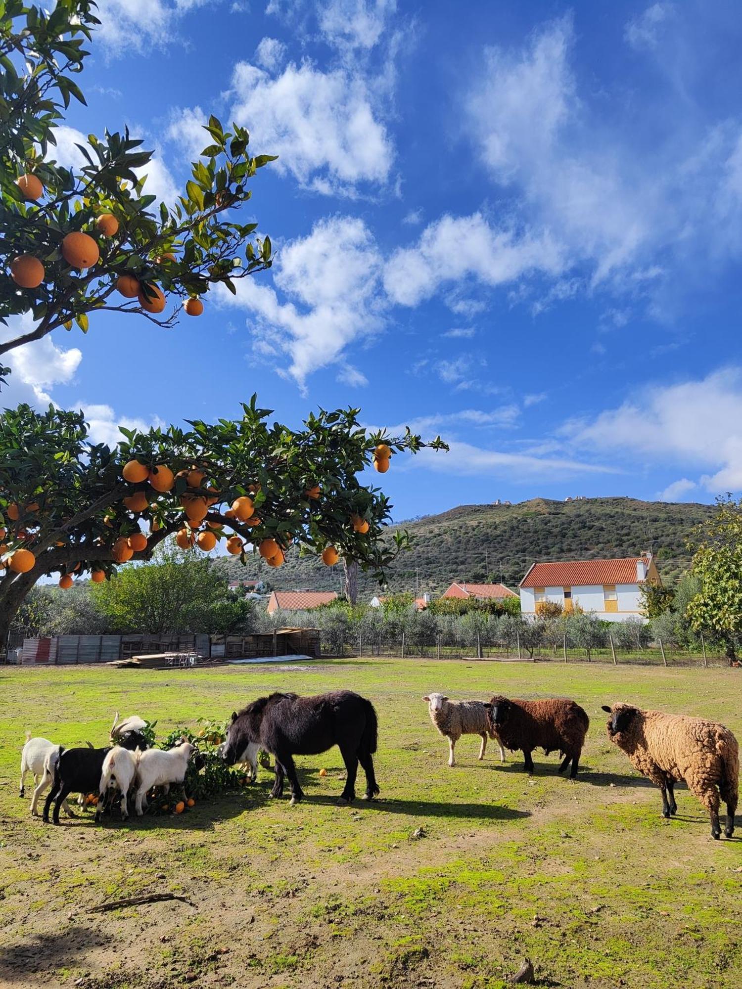 Quinta Da Ponte Das Hortas 2 エルヴァス エクステリア 写真