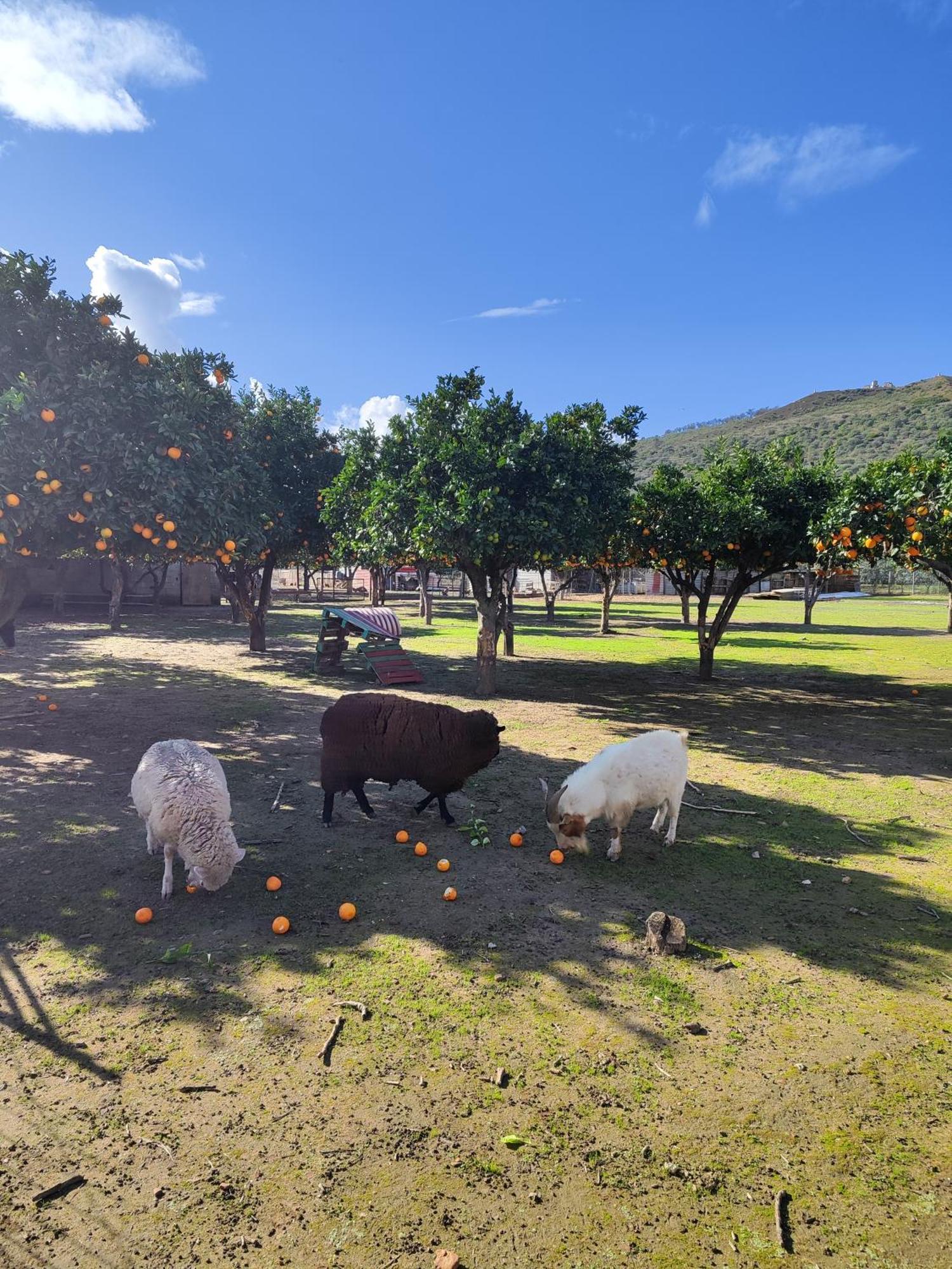 Quinta Da Ponte Das Hortas 2 エルヴァス エクステリア 写真